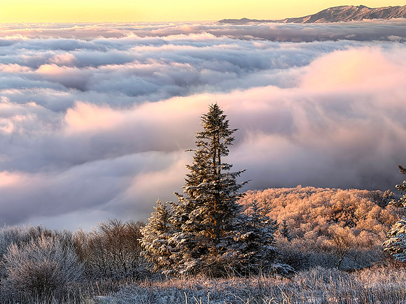 one winter tress 3