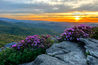 Ninna redo Best 1 Hawkbill sunrise 2