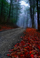 Ninna redo Best 2 Red Leaves