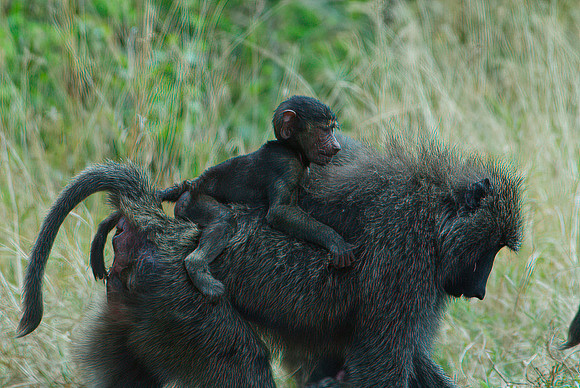monekey and baby-softness