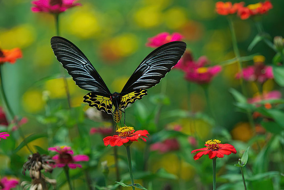 butterfly-motion