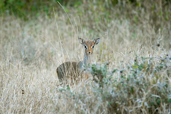 africa antelope-motion
