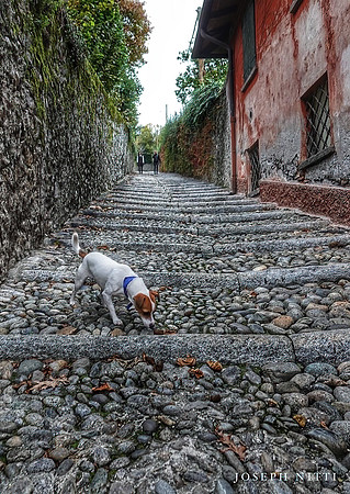 dog on pebble road italy-focus