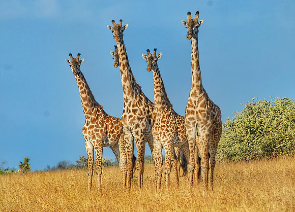 58B4F7D7-CF0D-4332-AACF-8 giraff egigapixel