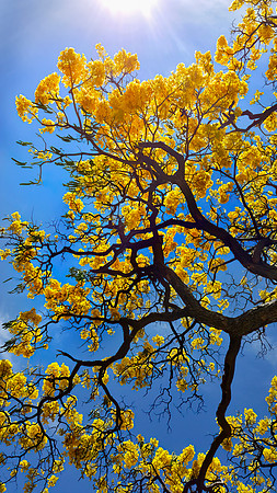 yellow tree